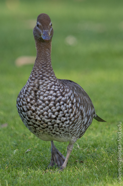 australian wood duck